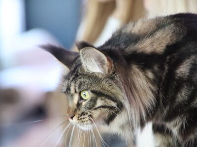 MAINE COON KASSIPOJAD