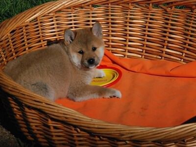 Shiba Inu