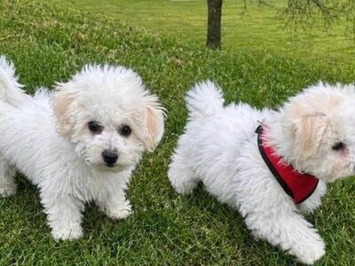 Bichon Frise