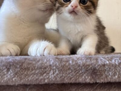 Scottish Fold/Straight kassipojad
