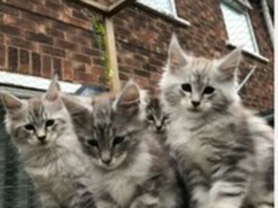 Maine Coon kassipoeg