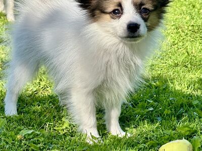 Papillon