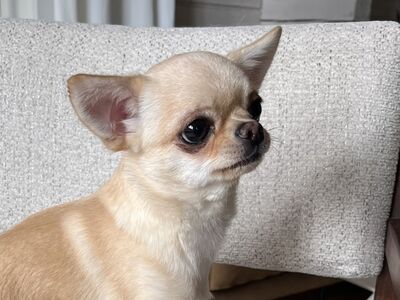 Chihuahua kutsikas