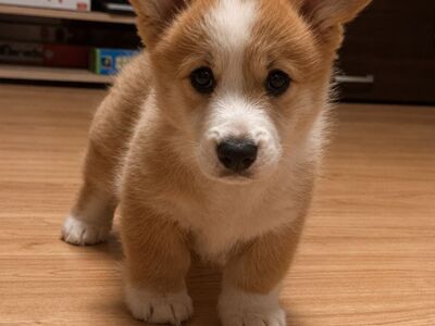 Welsh corgi pembroke kutsikad