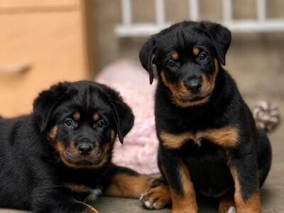 Rottweiler