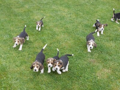 BEAGLE