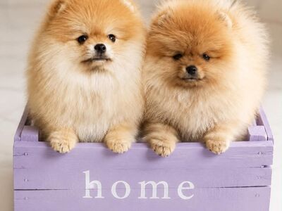 Pomeranian Spits