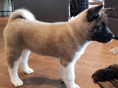 Akita kutsikad