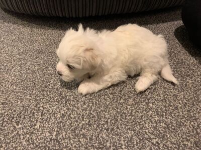 Bichon frise
