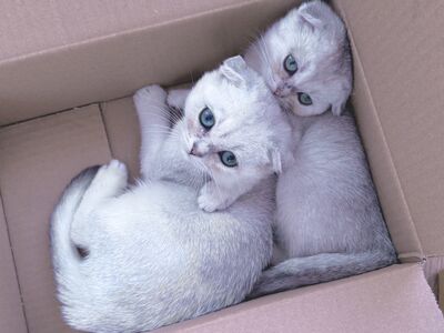 Scottish fold