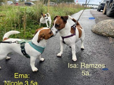 Jack Russell Terrier kutsikad
