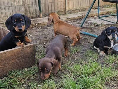 Dachshund Puppies