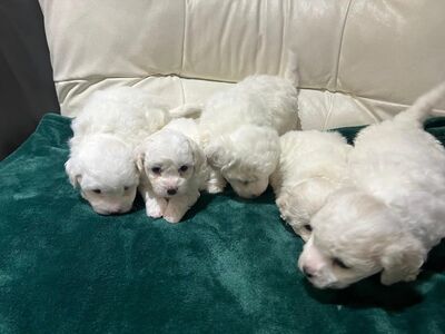 BICHON FRISE