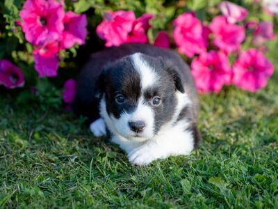 Welsh Corgi Cardigan