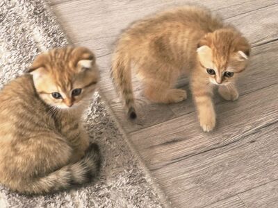 Scottish Straight - Scottish Fold