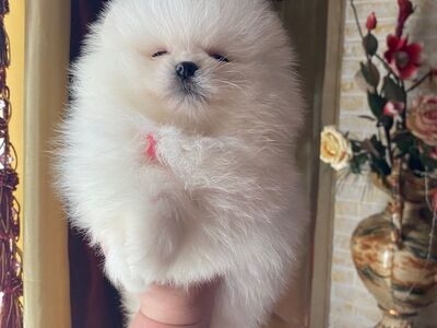 Pomeranian kutsikad