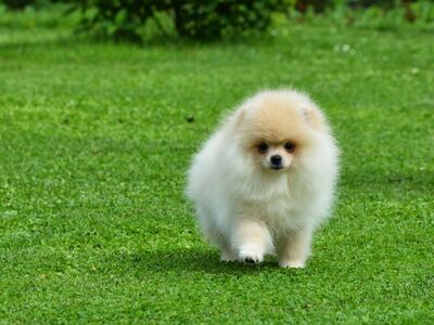 Pomeraniani kutsikas