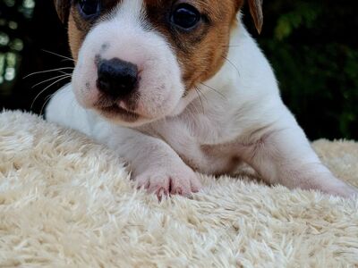 Jack Russelli terjer
