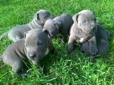 Müüa armsad pitbulli kutsikad