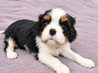 Cavalier King Charles spanjeli kutsikad!