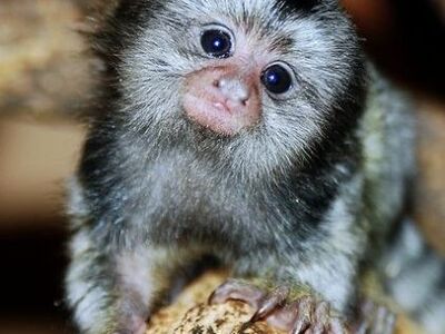 Müügil marmoset-ahvid.