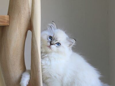 Ragdoll-tüüpi kassipojad saadaval:
