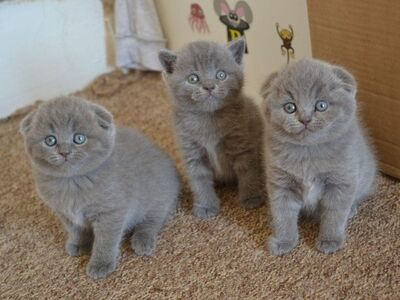Blue Scottish fold kittens