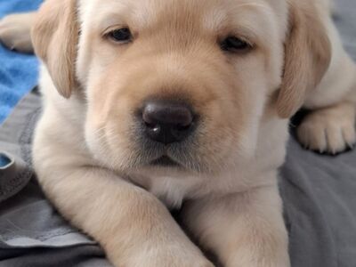 Labrador-retriiveri kitsikad
