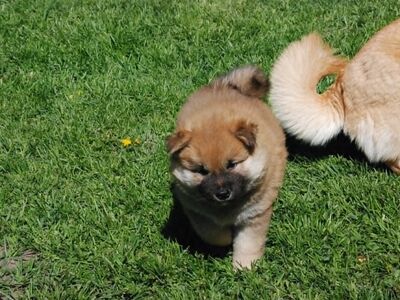 Shiba Inu