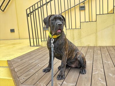 Cane Corso emane kutsikas