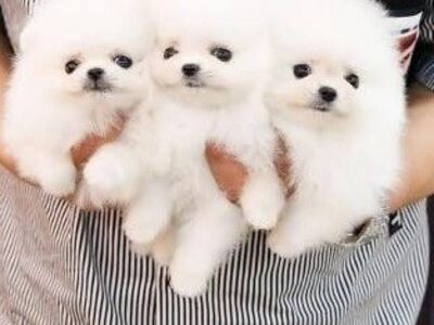 Tõupuhaste pomeranianide kutsikad