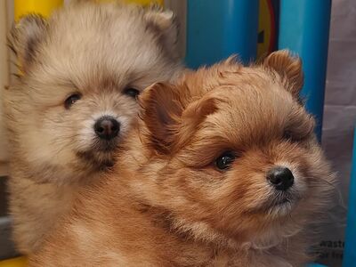 Pomeranian
