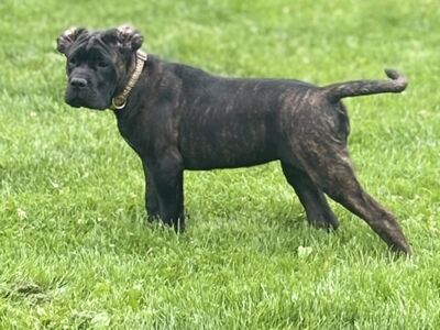 Cane Corso