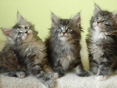 Maine Coon-kattungar