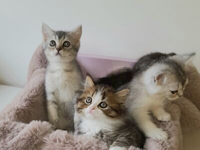 Котята скоттиш-страйт