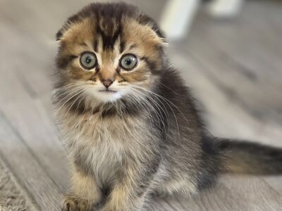 Scottish Fold