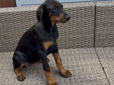 Dobermanni Kutsikad | Kennelklubis Registreeritud.
