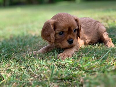 Cavalier King Charlesi spanjeli kutsikad