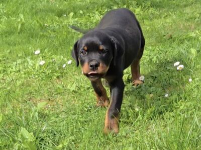 Rottweileri kutsikas