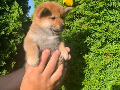 Shiba inu