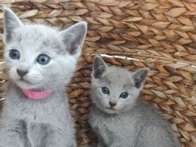 Russian blue kittens available