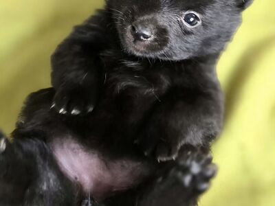 Schipperke kutsikad