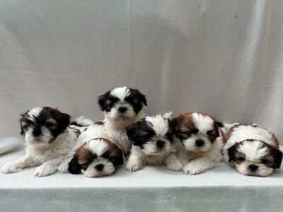 SHIH TZU KUTSIKAD