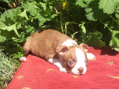 Boston Terrier puppies