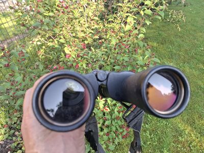 Pinokel 7x50