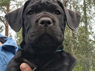 Cane Corso kutsikad