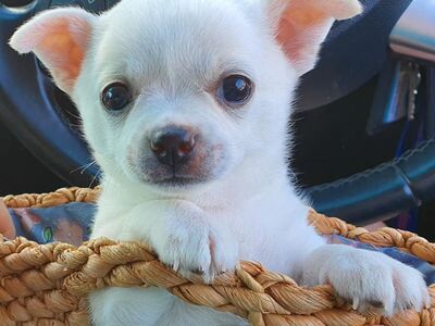 Chihuahua kutsikad