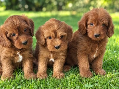 MALTIPOO KUTSIKAD