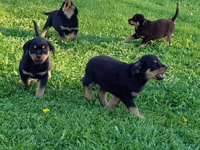 Rottweileri kutsikad