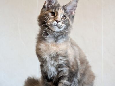 Maine Coon emane kassipoeg